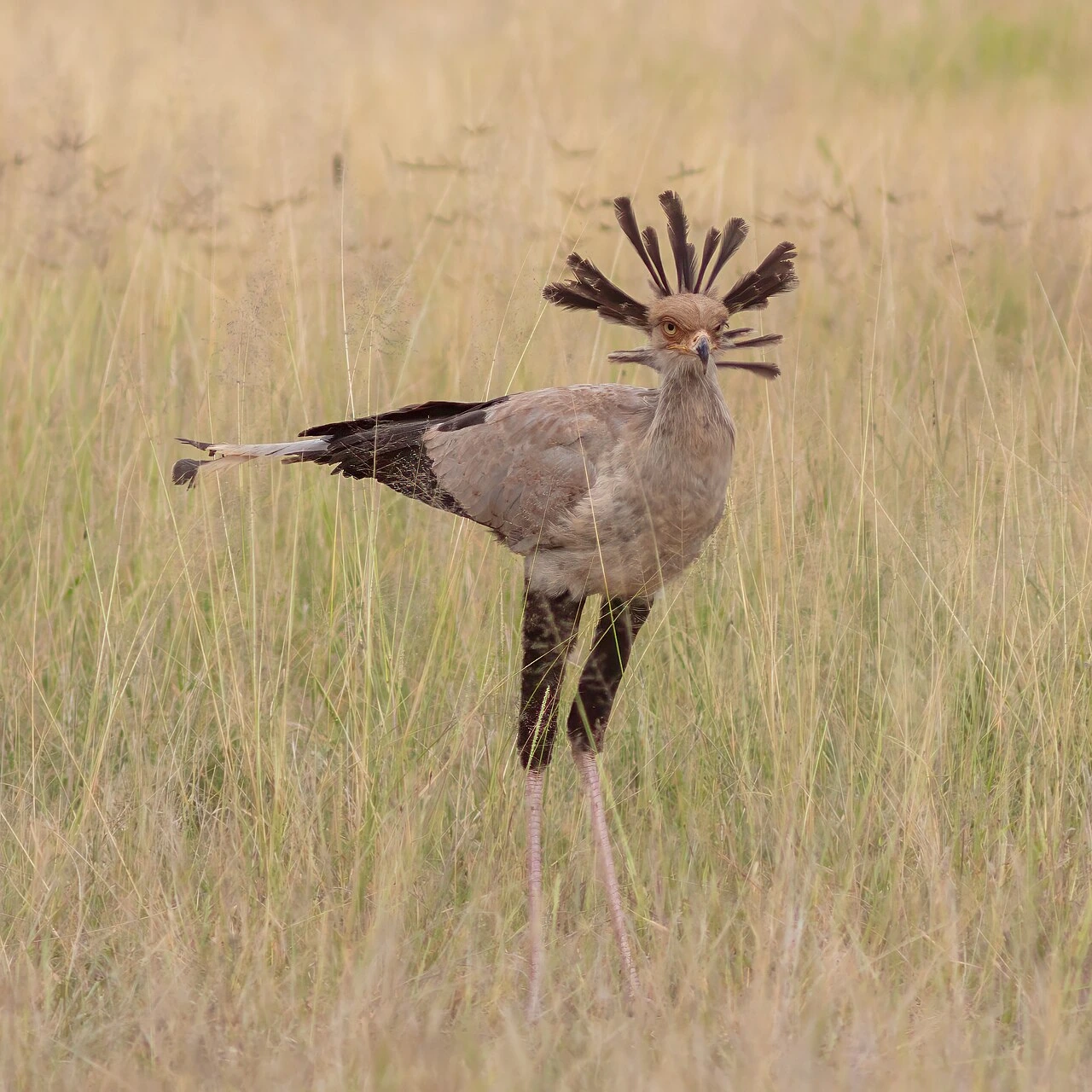 A secretarybird standing in tall grass in an African savanna.