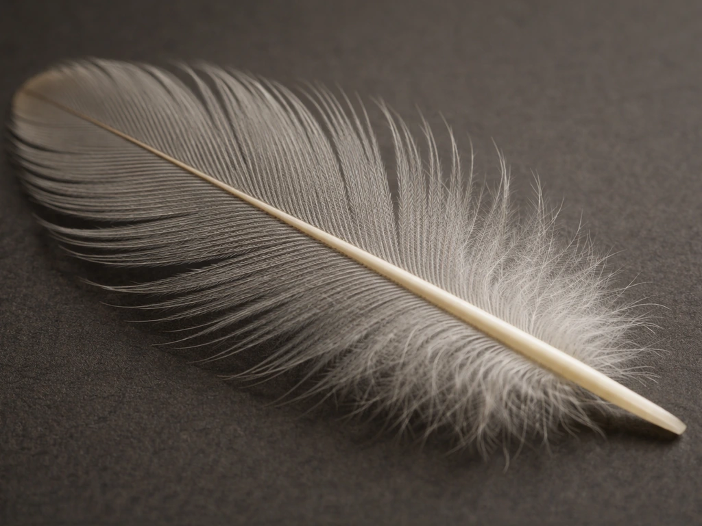 Macro close-up of a single feather showing rachis and branching barbs and barbules.