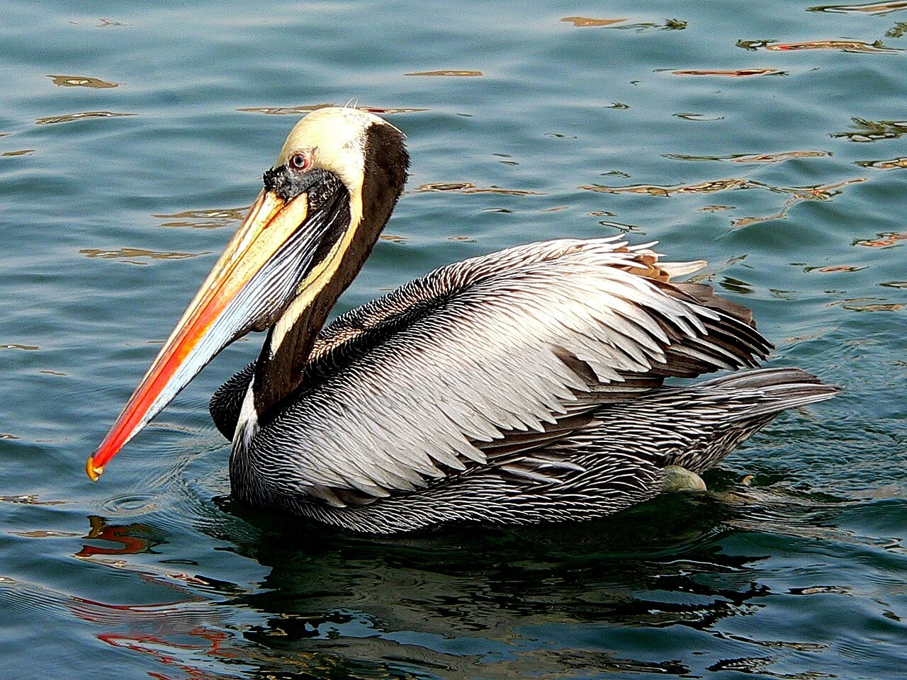 Peruvian pelican floating on water with its long bill and folded wings visible